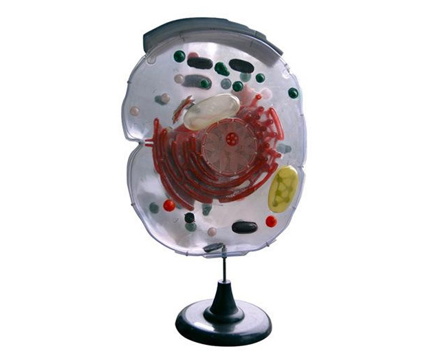 细胞亚显微结构模型