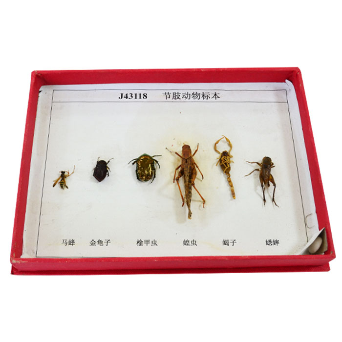 节肢动物标本