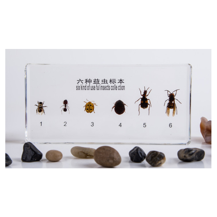 六种益虫标本