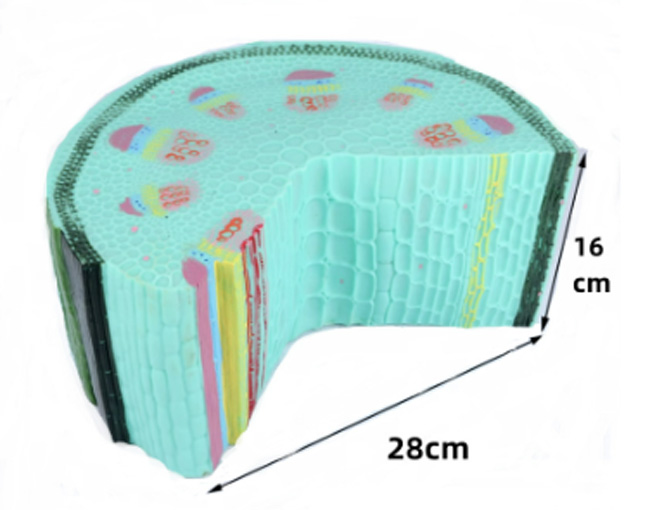 单子叶植物茎模型