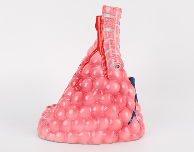 肺泡模型（搪胶材质）