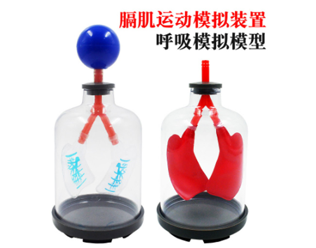 膈肌运动模拟器